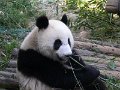 Pandas (039)